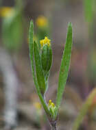 Image of smallray goldfields