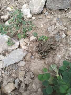 Image of Ladakh Toad