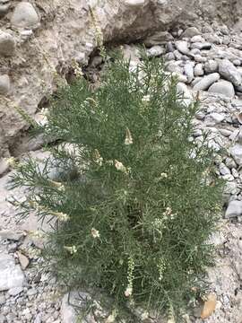 Image of Reseda stenostachya Boiss.