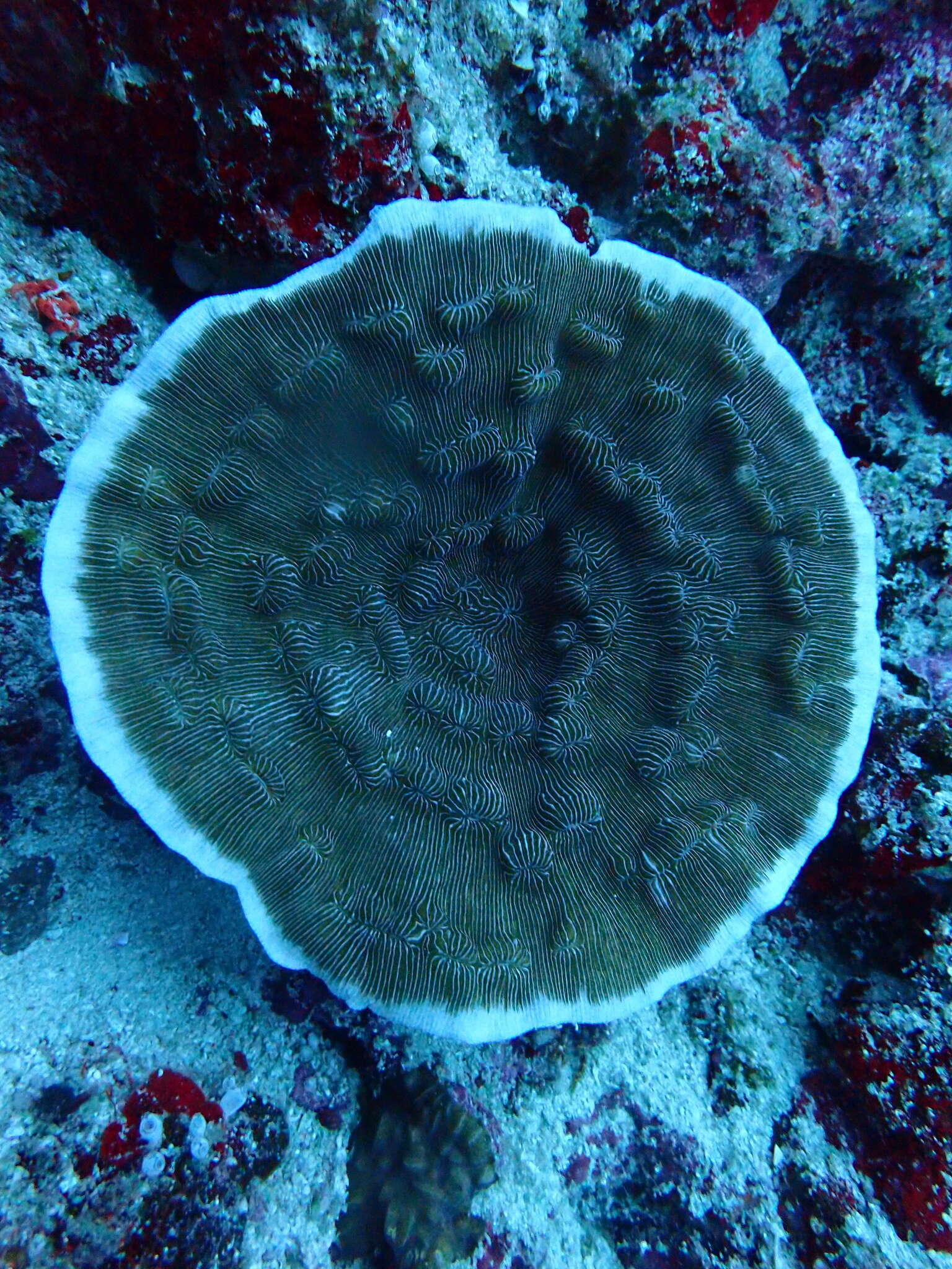 Image of porcelain coral