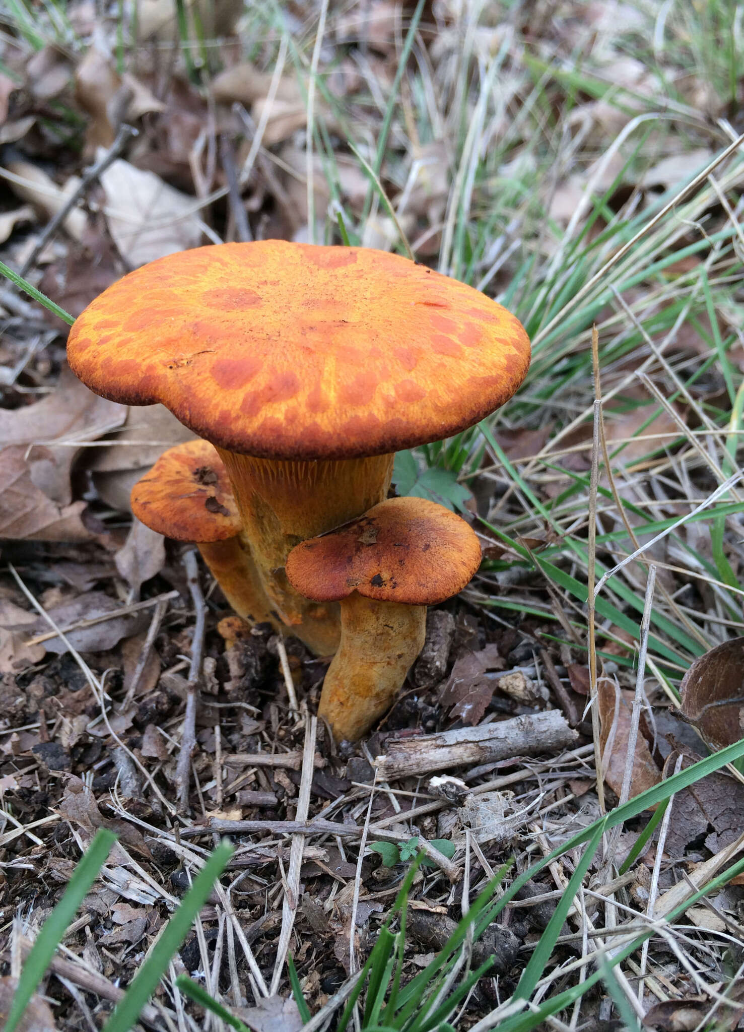 Image of Omphalotus illudens (Schwein.) Bresinsky & Besl 1979