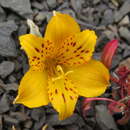 Image of Alstroemeria patagonica Phil.