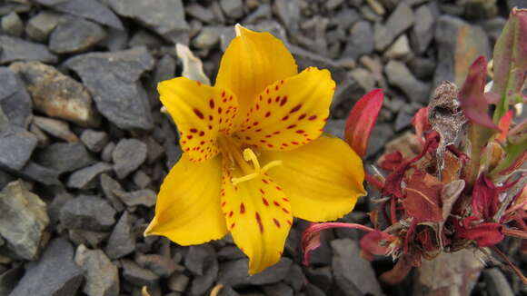 Image of Alstroemeria patagonica Phil.