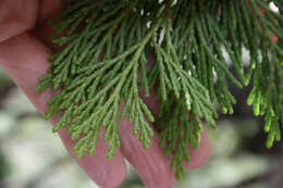 Image of Incense-cedar