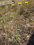 Image of southeastern sneezeweed