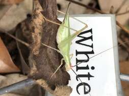 Image of Different-horned Tree Cricket