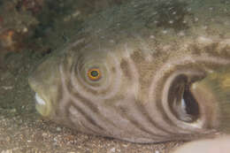 Image of Reticulated Blow Fish