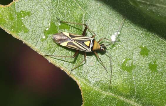 Image of Closterocoris amoenus (Provancher 1887)