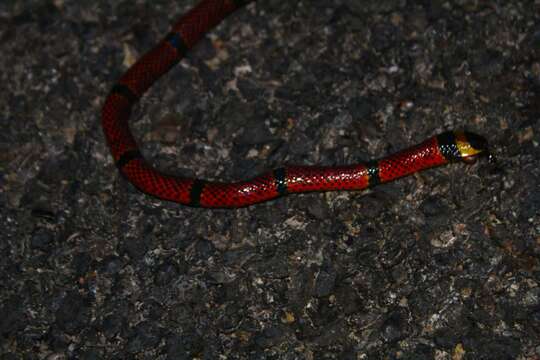 Image of Speckled coral snake