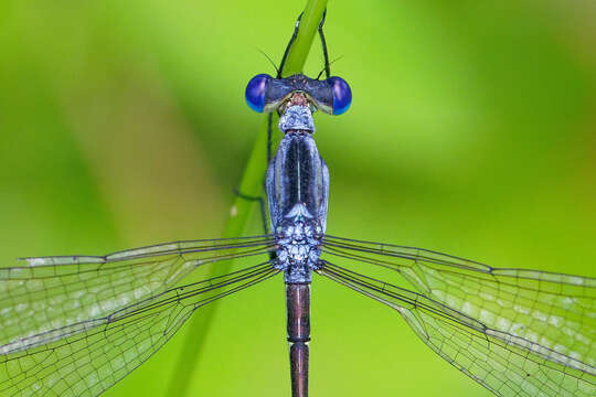 Image of Common Spreadwing