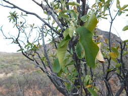 Image of Esenbeckia flava T. S. Brandeg.