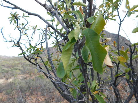 Esenbeckia flava T. S. Brandeg.的圖片