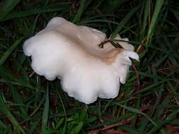 Image of Macrocybe crassa (Sacc.) Pegler & Lodge 1998