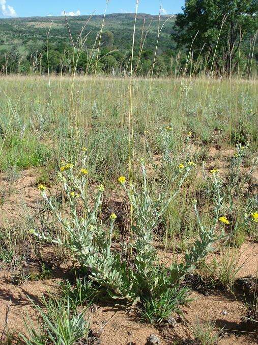 Image of Grassland nidorella