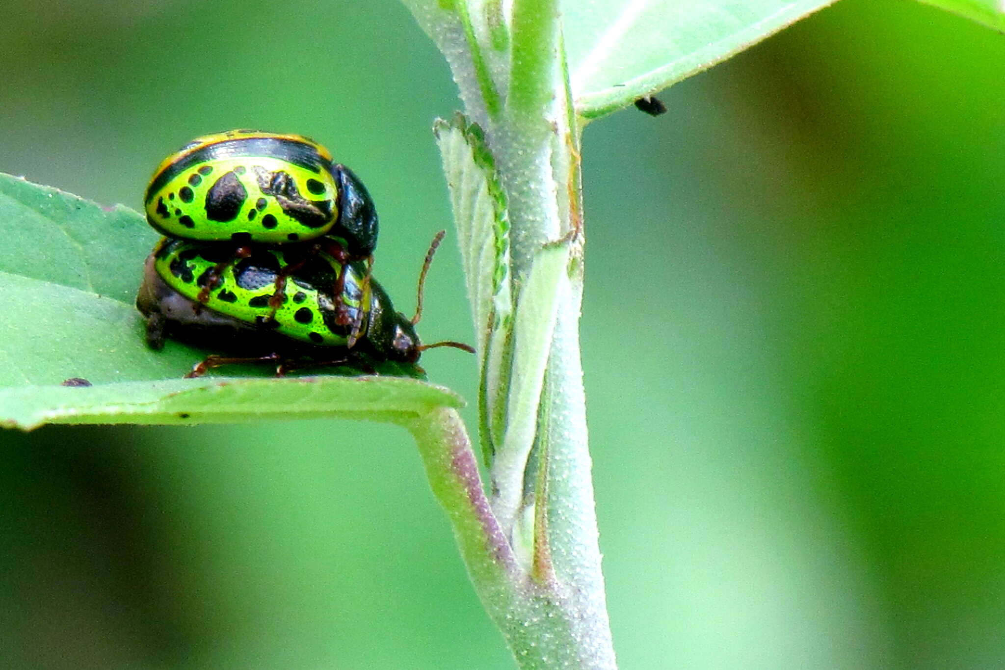 Sivun Calligrapha (Calligrapha) fulvipes Stål 1859 kuva