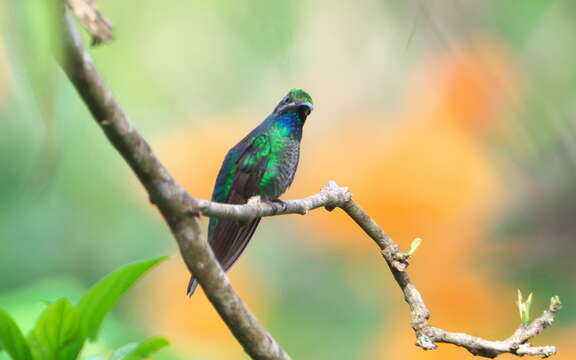 Image of White-tailed Sabrewing