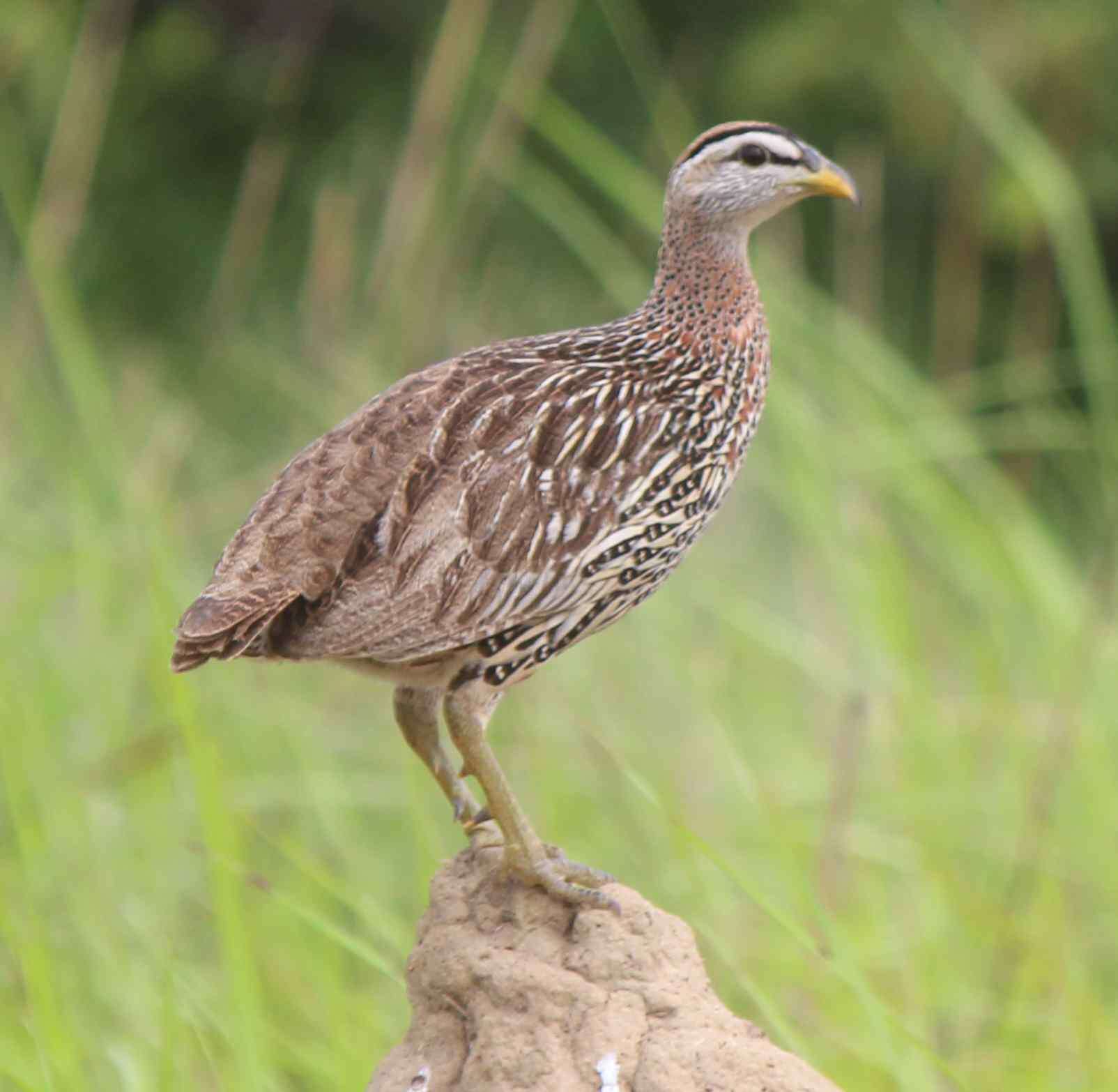 Imagem de Pternistis bicalcaratus (Linnaeus 1766)