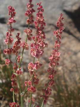 Image of alpine sheep sorrel