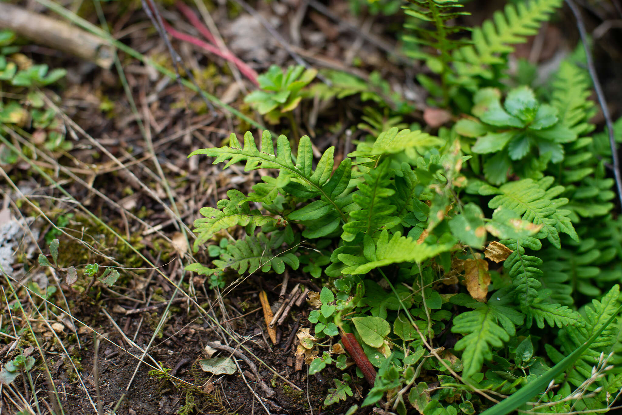 Polypodium sibiricum Siplivinsky的圖片