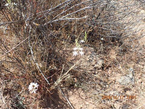 Image of Ornithogalum hispidum Hornem.