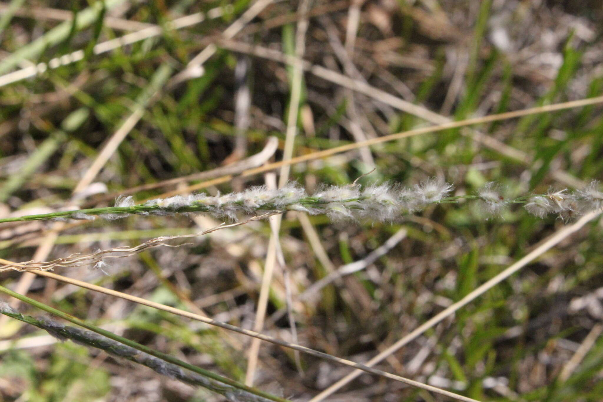 Image of Digitaria brownii (Roem. & Schult.) Hughes