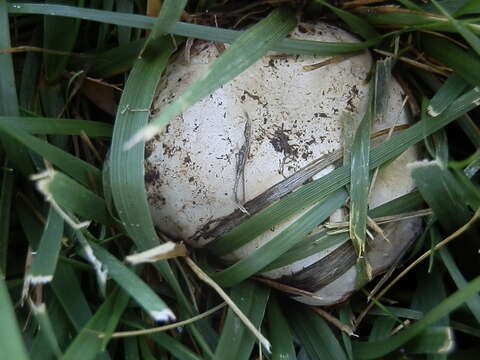 Image of Banded agaric