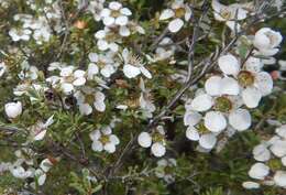 Sivun Leptospermum myrsinoides Schltdl. kuva