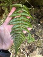 Imagem de Dryopteris lepidopoda Hayata