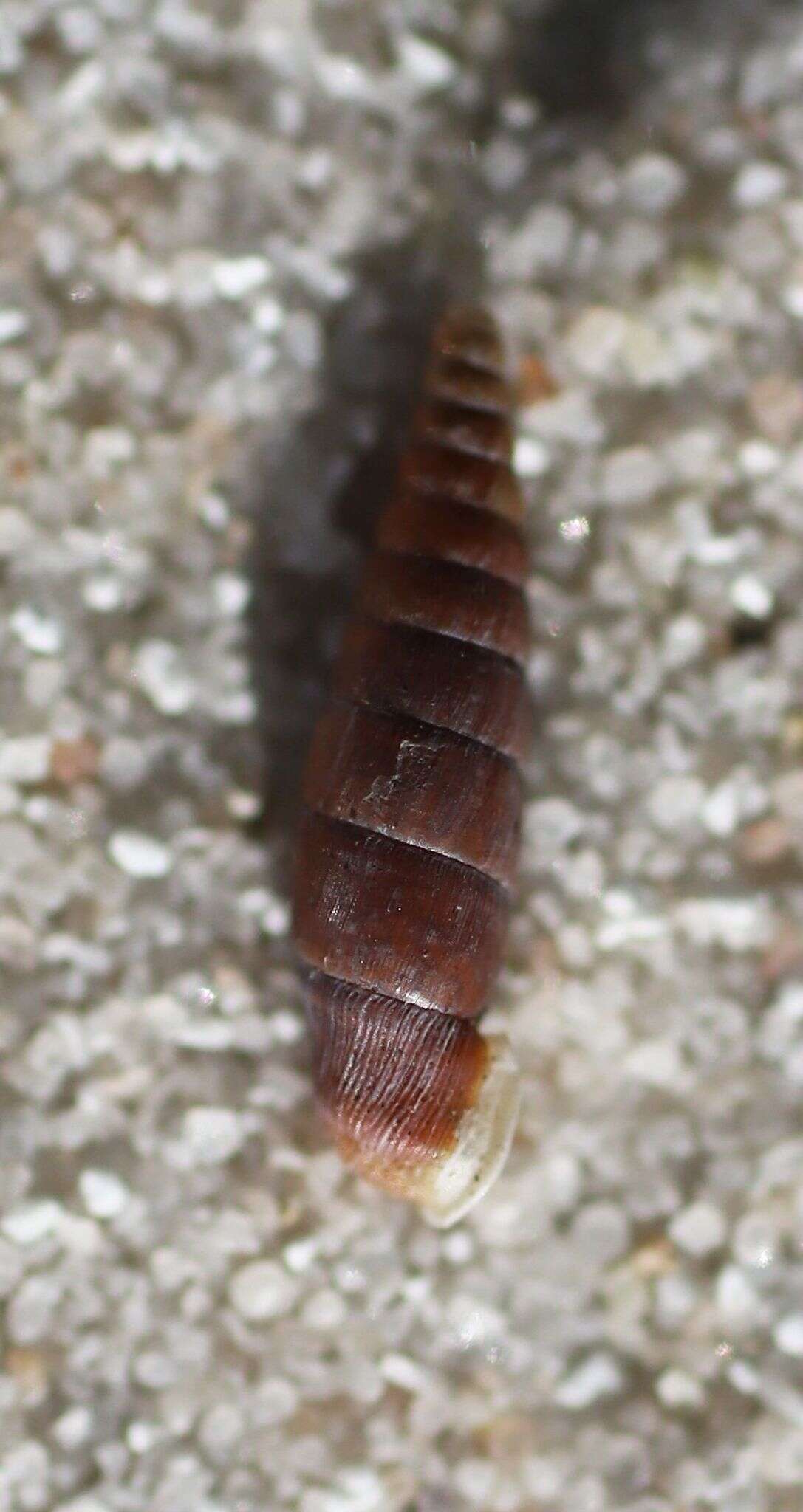 Image of Clausilia rugosa (Draparnaud 1801)