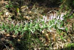 Слика од Liatris elegans (Walt.) Michx.