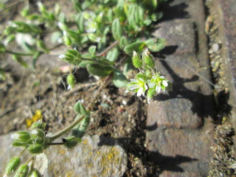 Image of fivestamen chickweed