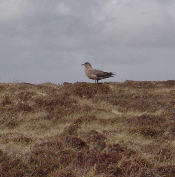 Plancia ëd Stercorarius skua (Brünnich 1764)