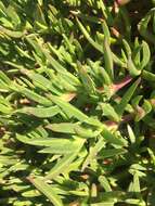 Plancia ëd Carpobrotus glaucescens (Haw.) Schwant.