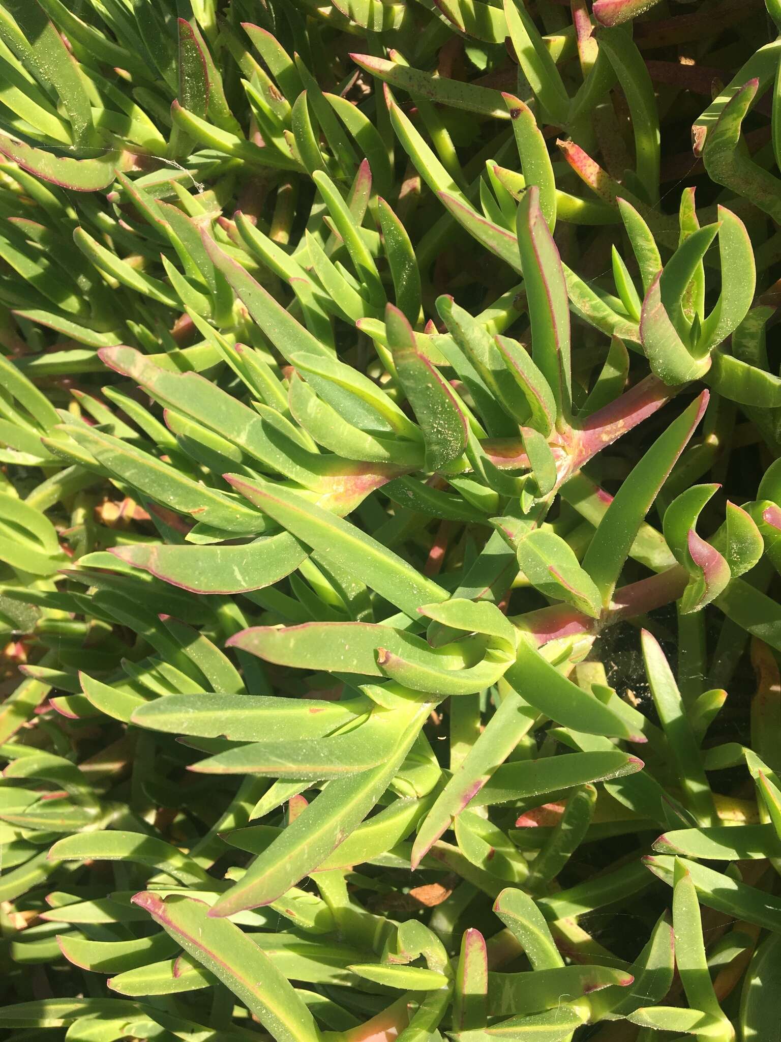 Imagem de Carpobrotus glaucescens (Haw.) Schwant.