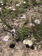 Image de Erigeron eatonii A. Gray