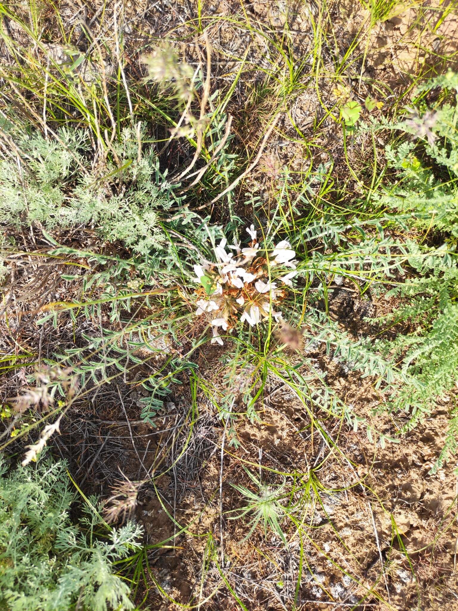 Image of Astragalus dolichophyllus Pall.