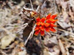 Euphorbia viguieri Denis resmi