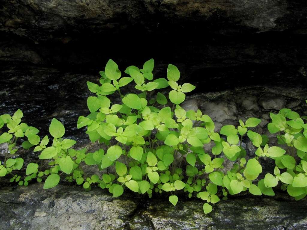 Image of Parietaria micrantha Ledeb.