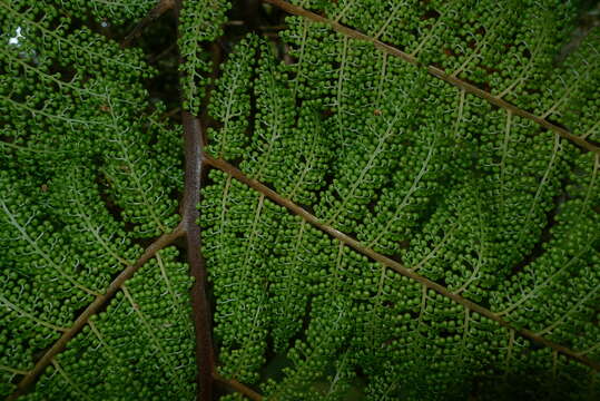 Image of Dicksonia thyrsopteroides Mett.