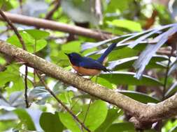 Image de Gobemouche des mangroves