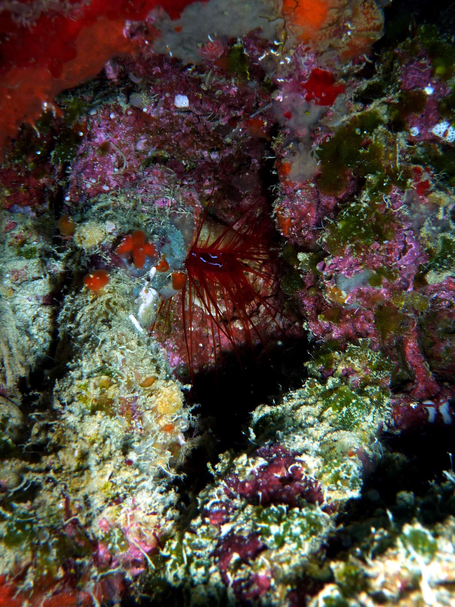 Image of Electric Flame Scallop