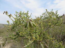 Image of <i>Wiborgiella sessilifolia</i>