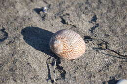 Image of fly-speck moonsnail