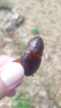 Image of Florida Woods Cockroach