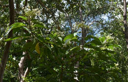 Image of Clerodendrum longiflorum var. glabrum Munir