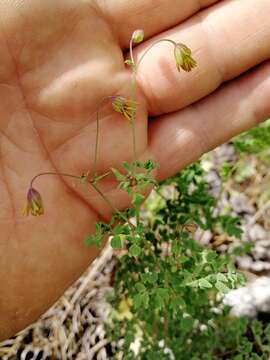 Image de Thalictrum foetidum L.