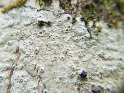Image of barnacle lichen
