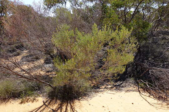 Image of Acacia wilhelmiana F. Muell.