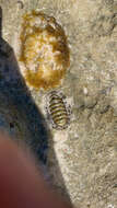 Image of West Indian green chiton