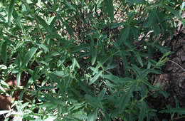 Image of Barleria pretoriensis C. B. Cl.